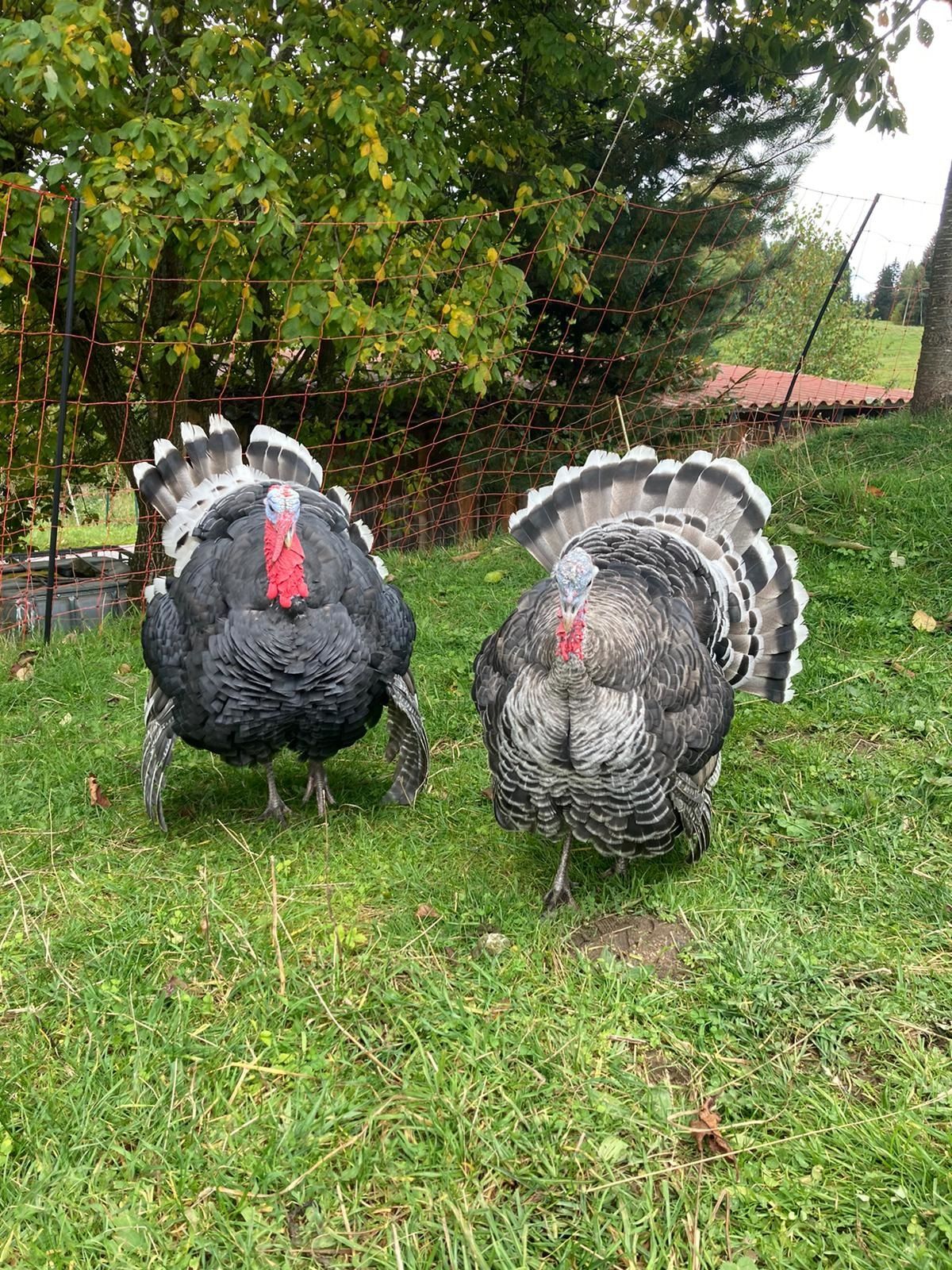 Pavarotti und Esma