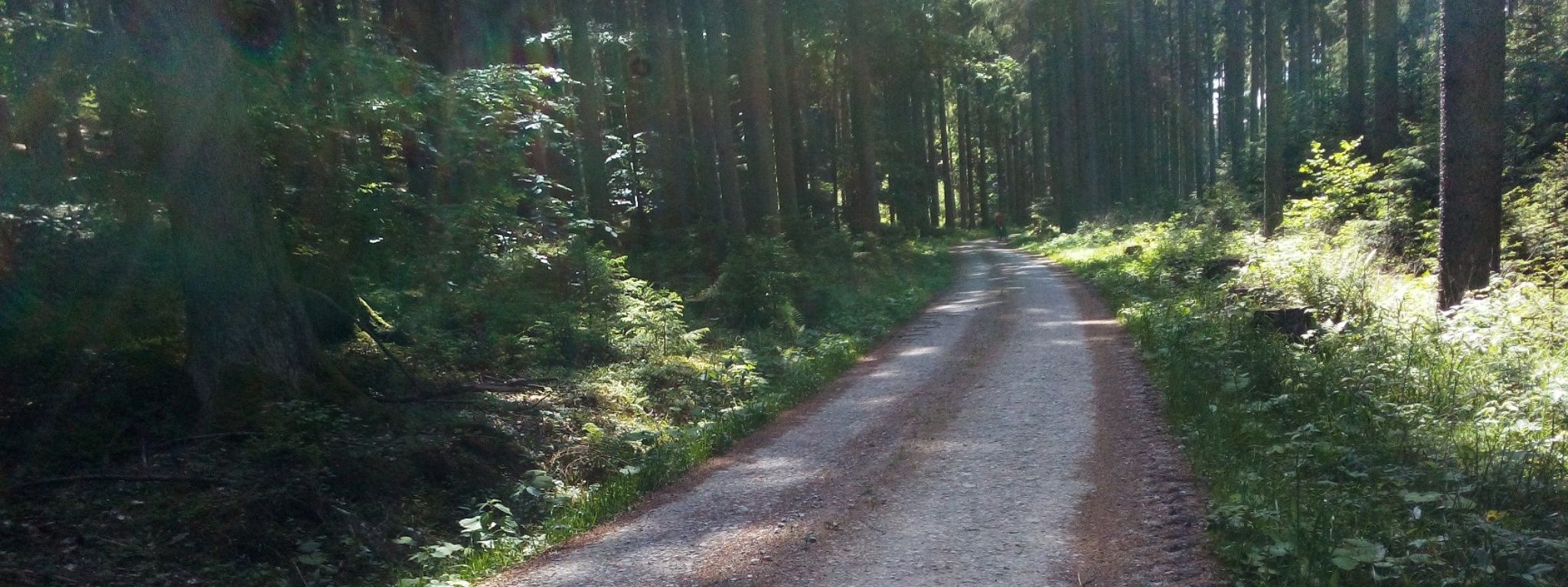 stille-waldwege_1