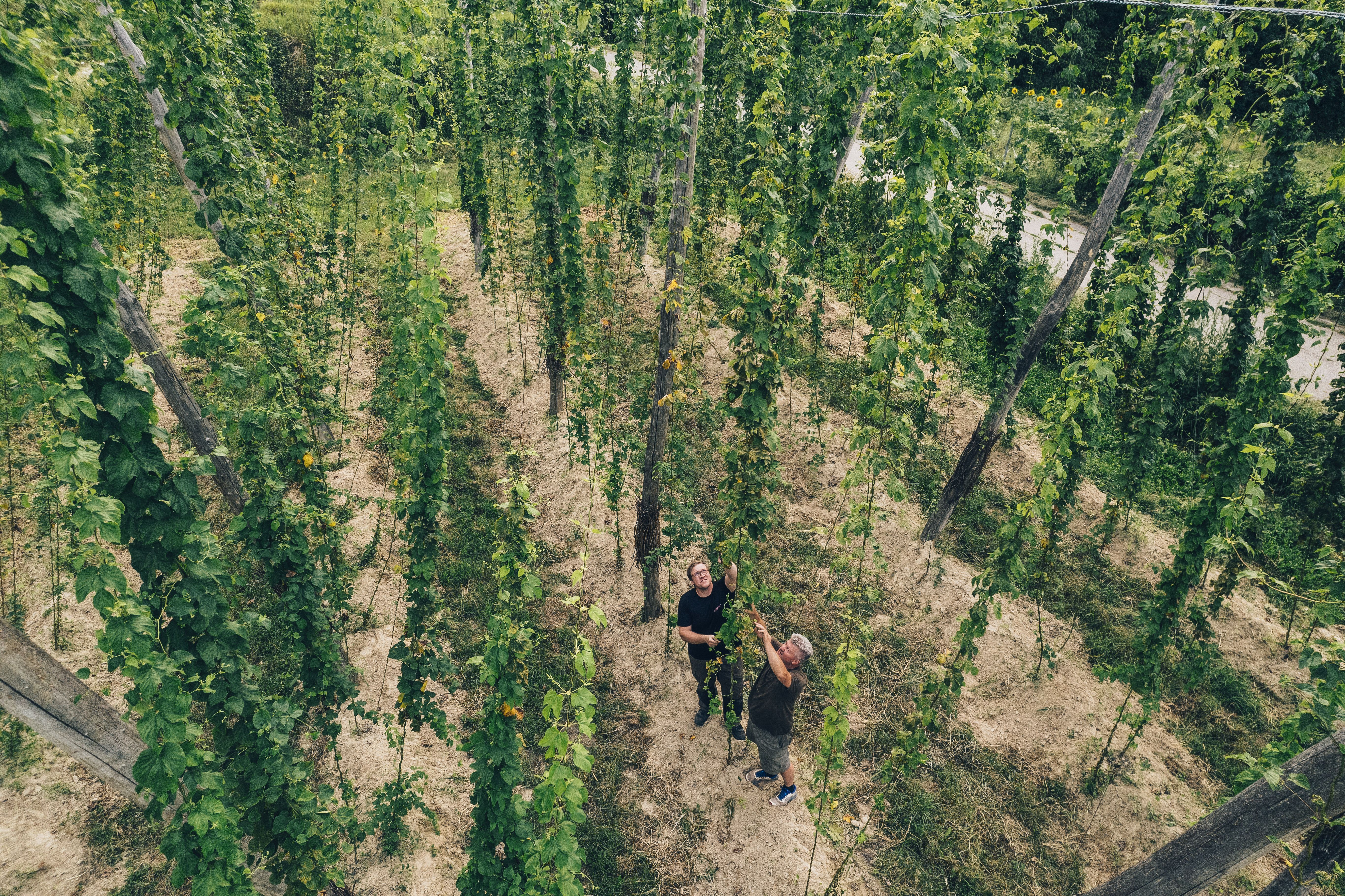 Arbeiten im Weingut Christoph Hoch 