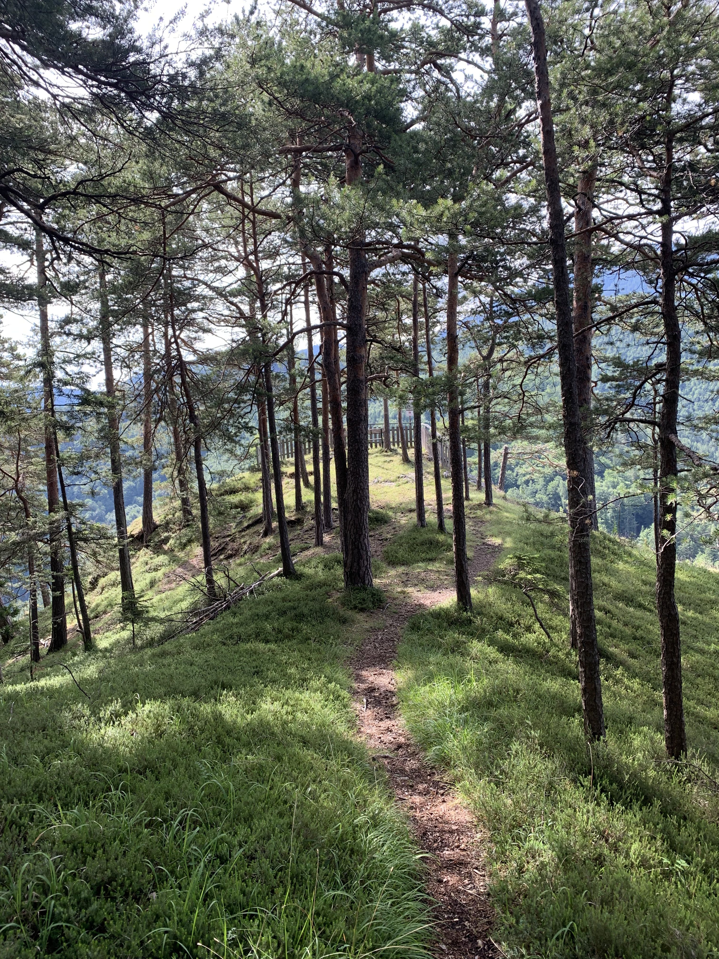 Ein schmaler Waldweg führt zu einem Aussichtspunkt