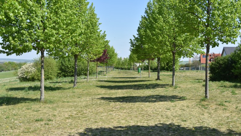 Eine von B&auml;umen ges&auml;umte Allee mit gr&uuml;nem Gras und blauem Himmel.