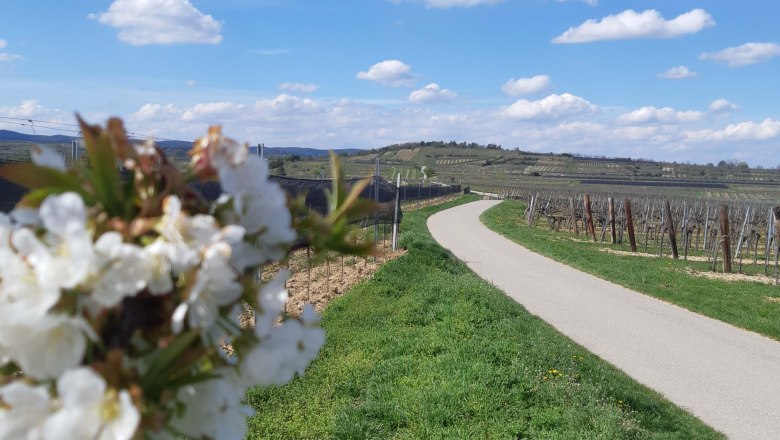 Landschaft mit bl&uuml;henden B&auml;umen, einem Weg und Weinbergen unter blauem Himmel.