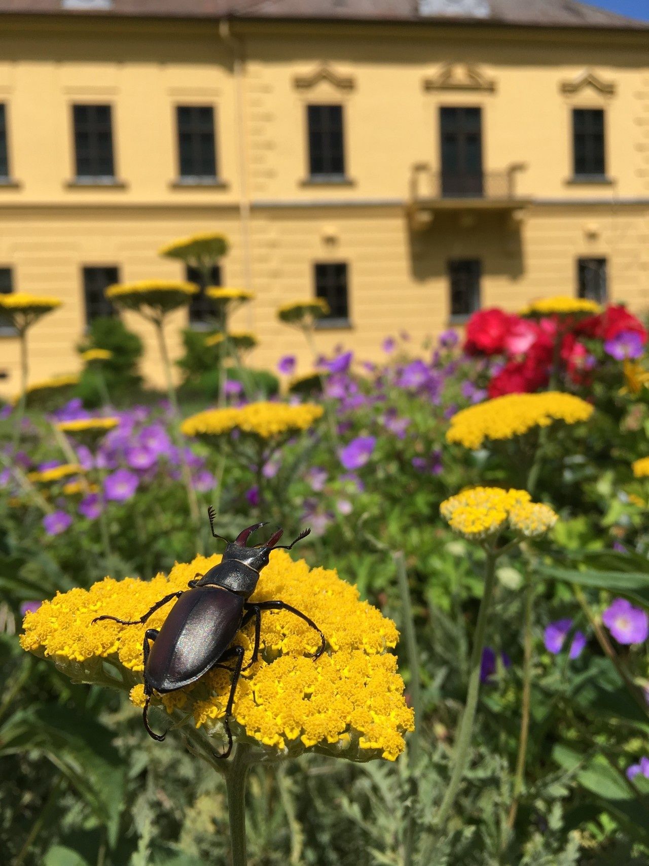 Ortsspaziergang Eckartsau, Schlosspark Eckartsau
