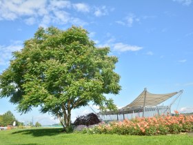 Götterbaum, © Donau Niederösterreich - Kamptal-Wagram-Tullner Donauraum