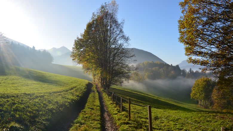 Ein Wanderweg führt durch eine grüne Landschaft mit Bäumen und Bergen im Hintergrund, beleuchtet von Sonnenstrahlen.