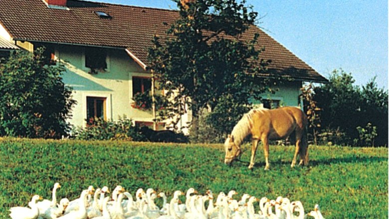 Ein Bauernhof mit G&auml;nsen und einem Pferd auf einer Wiese.
