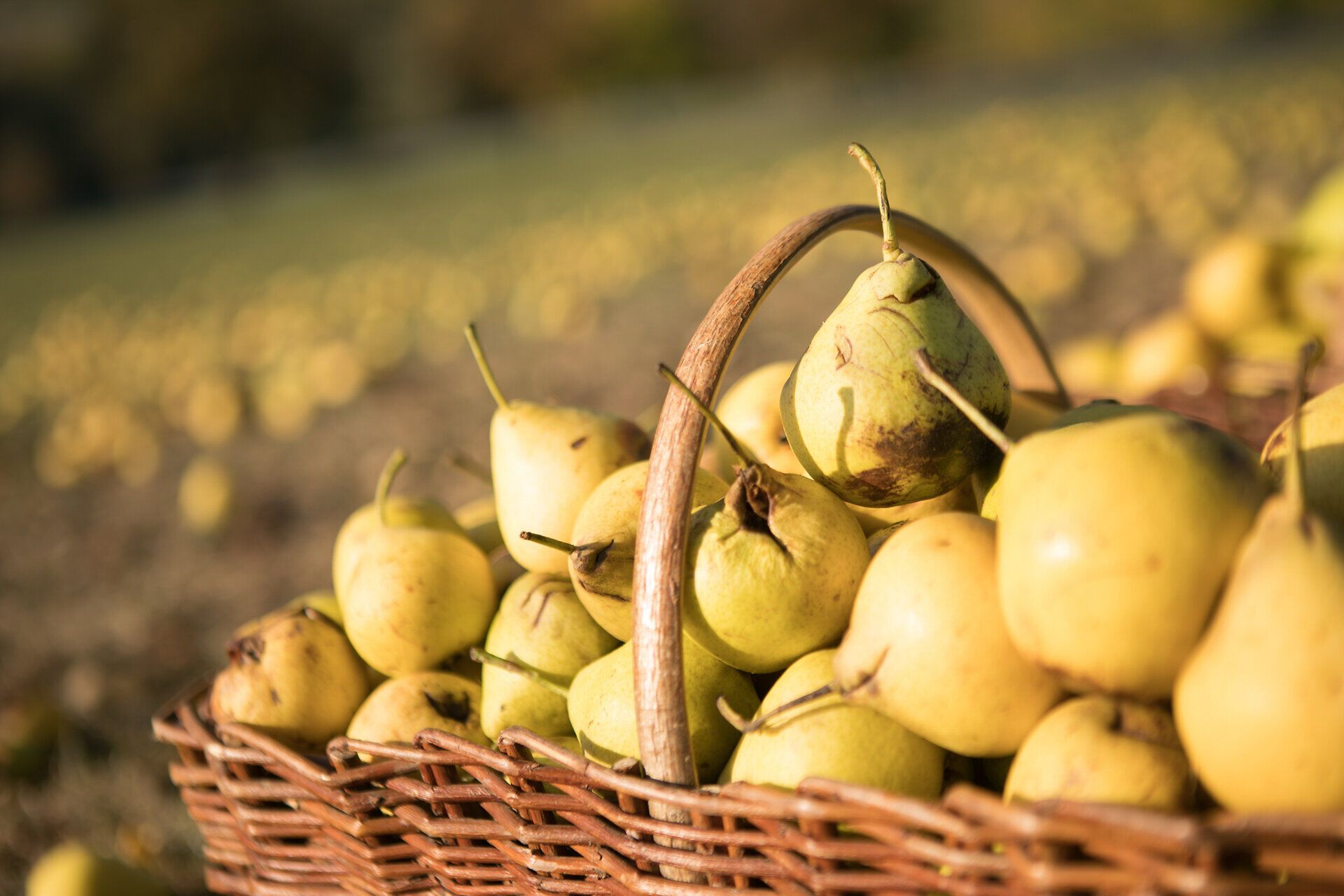Im goldenen Licht des Herbstes erstrahlen die saftigen Birnen, die in einem geflochtenen Korb gesammelt wurden. Die frische, klare Luft und die sanften Hügel des Mostviertels laden dazu ein, die reiche Ernte zu genießen und die Schönheit der Natur zu erleben.