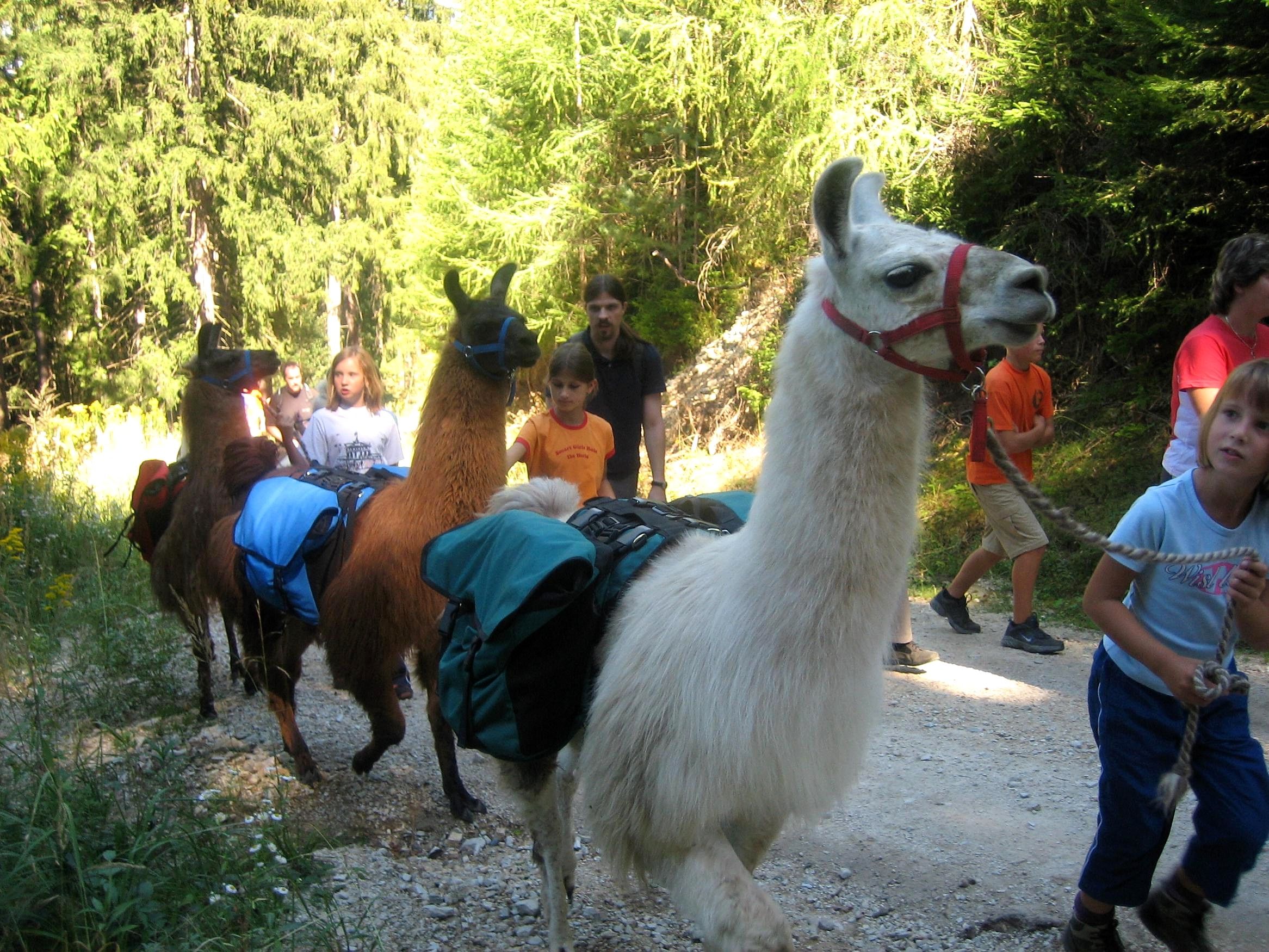 Menschen wandern mit Lamas im Wald.
