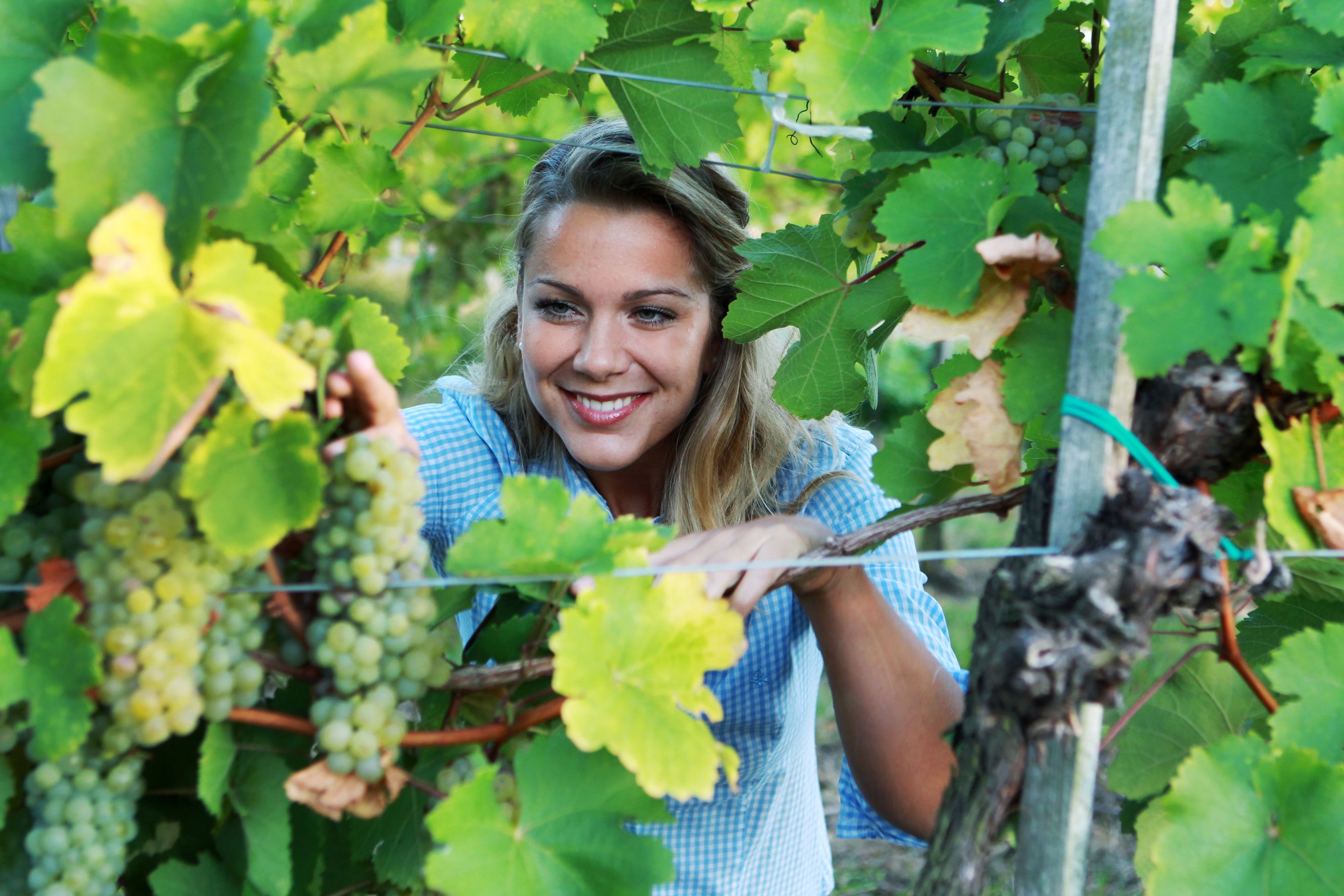 Frau in einem Weinberg, die durch Weinreben schaut.