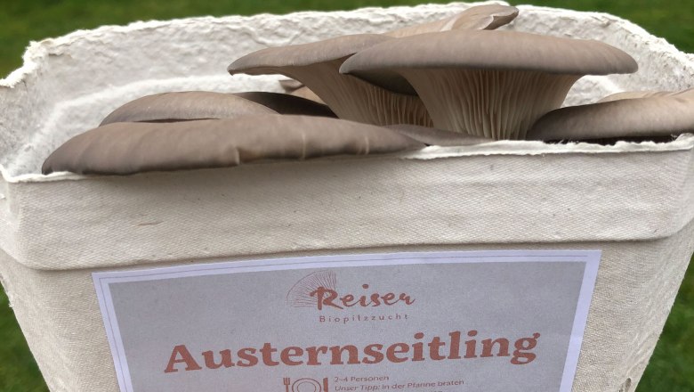 Edelpilzzucht Reiser, Rohrau, Austernseitlinge, &copy; Biopilzzucht Reiser
