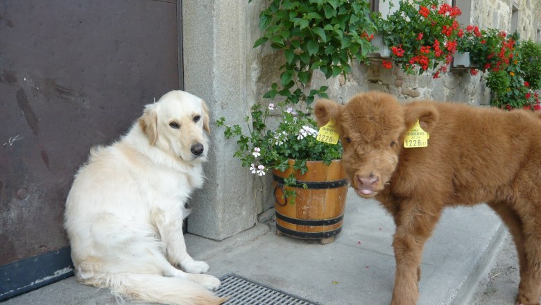 Hier sagen sich Hund und Kalb "Gute Nacht"!, &copy; Dorferhof