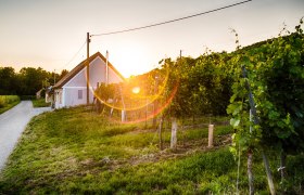 Kellergasse Feuersbrunn, Weing&auml;rten und Keller bei Sonnenuntergang