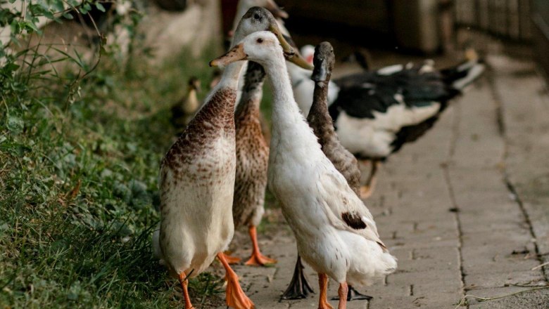 Urlaub am Zwergerlhof, &copy; schwarz-koenig.at