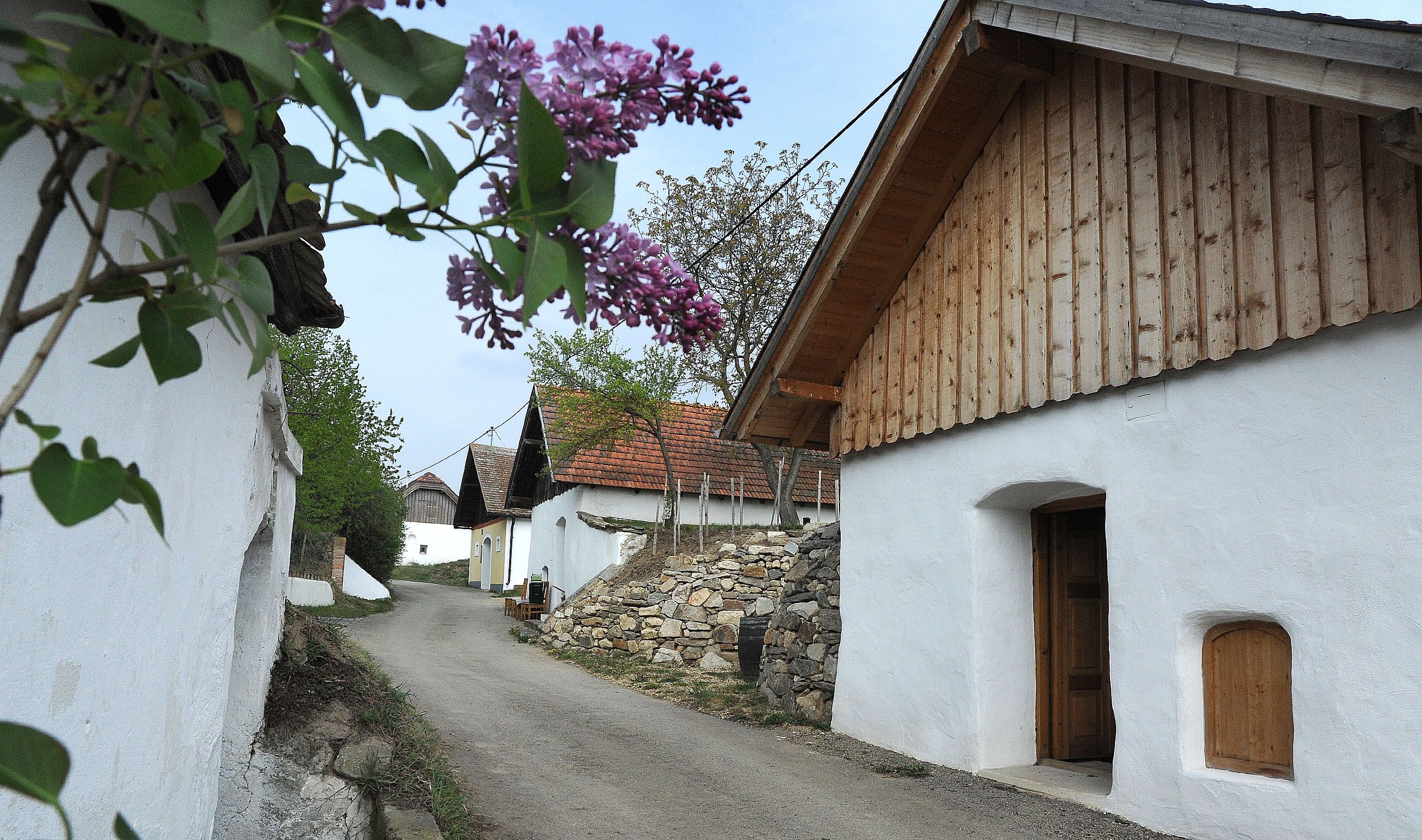 Eine malerische Kellergasse mit weißen Presshäusern und blühendem Flieder im Vordergrund.
