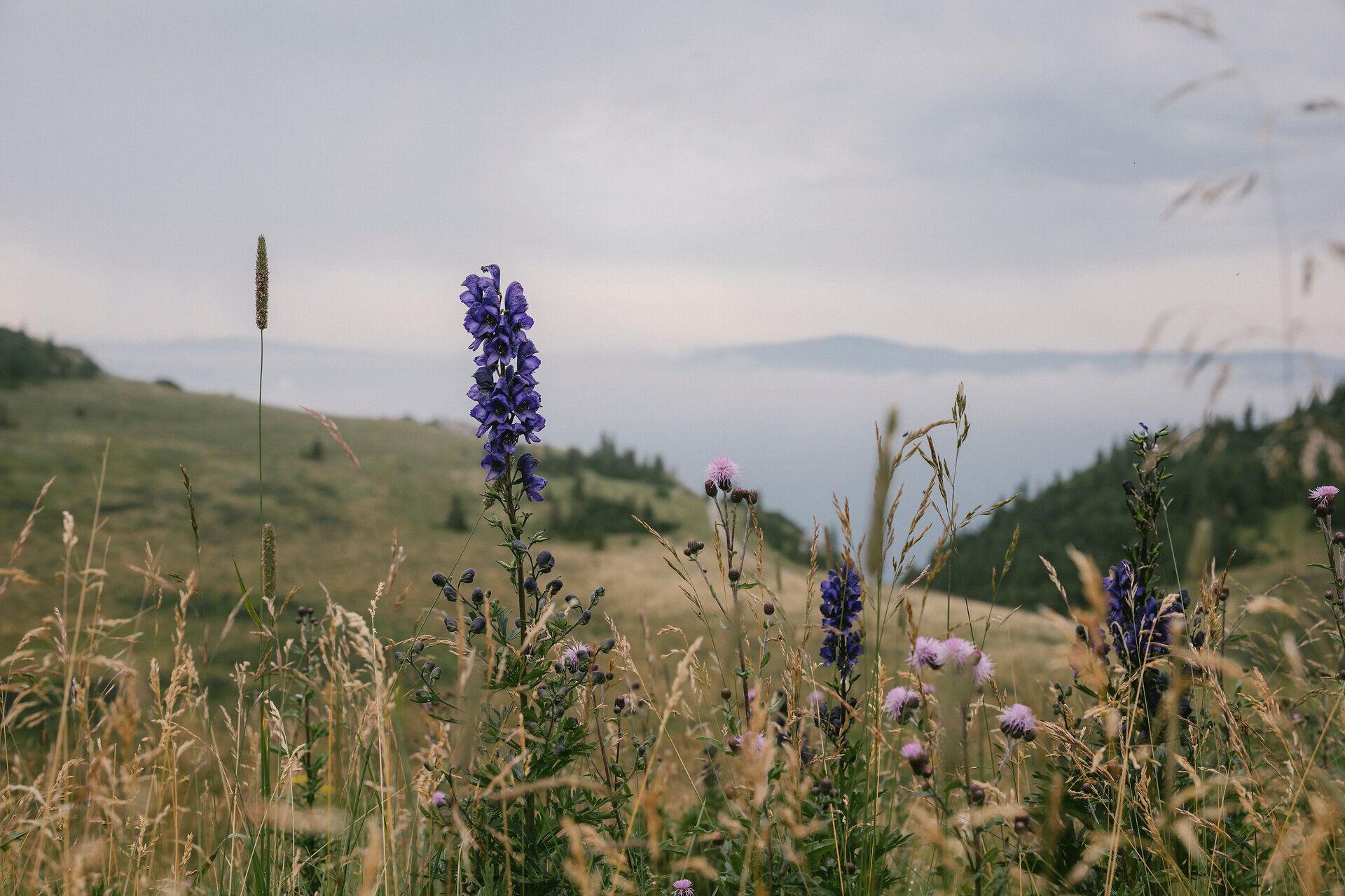 Blauer Eisenhut und Wildblumen am Wegesrand auf der Rax