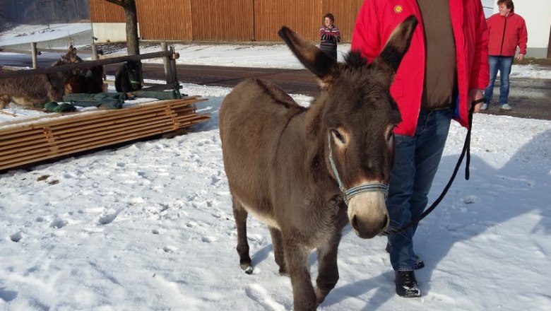 Esel Lilly, &copy; Fam. Himmelmayer