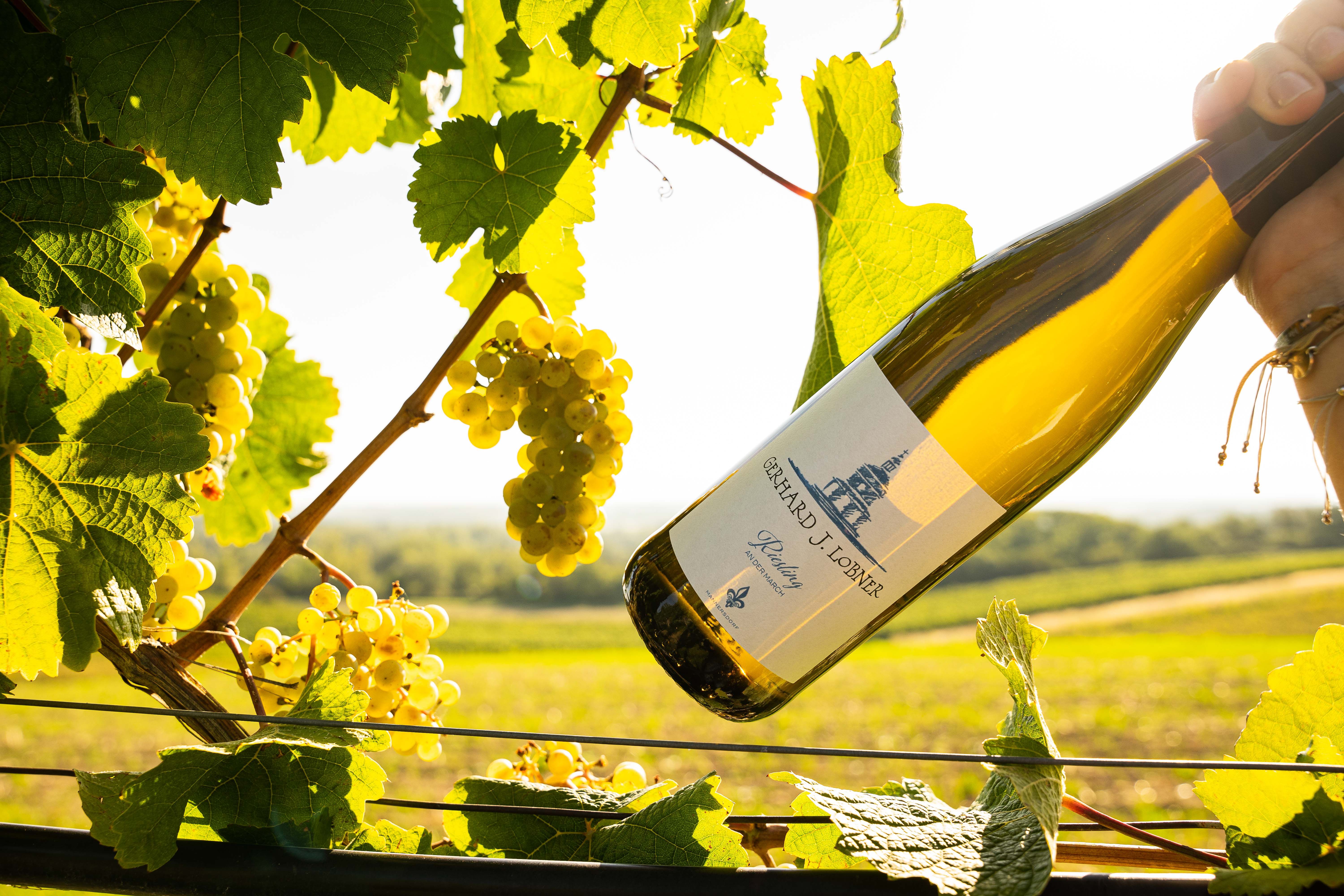Weinflasche in einem Weinberg mit Trauben und Blättern im Sonnenlicht.