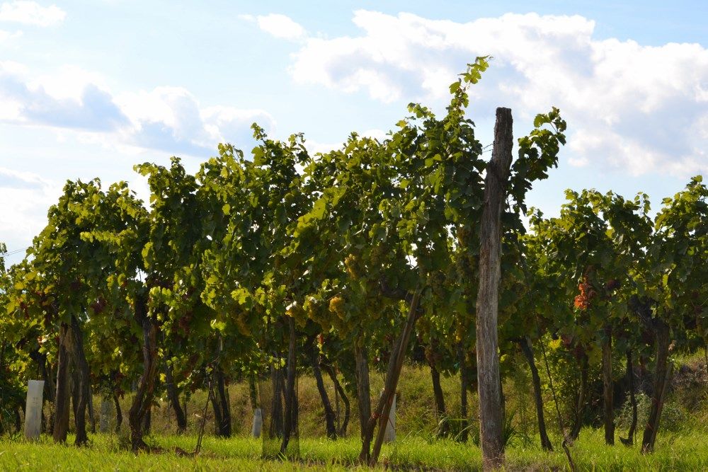 Weinreben im Sonnenlicht mit blauem Himmel und Wolken im Hintergrund.
