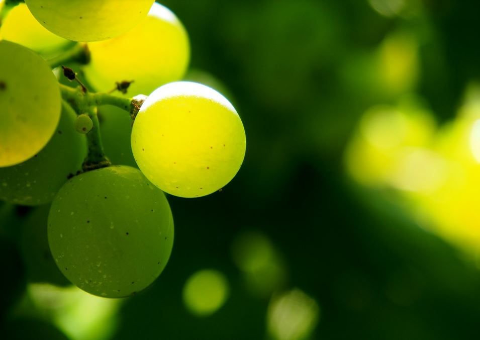Weingut Josef Bauer
