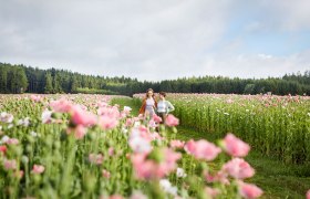 Zwei Personen gehen durch ein Feld mit bl&uuml;henden rosa Mohnblumen, umgeben von einem Wald im Hintergrund.