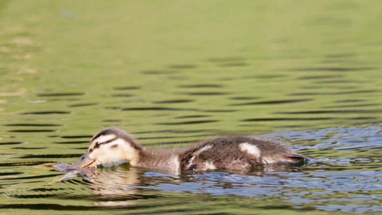Eine junge Ente schwimmt auf einem Teich.