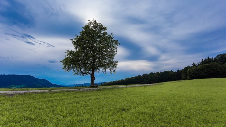 Der einsame Baum, &copy; monoandmore