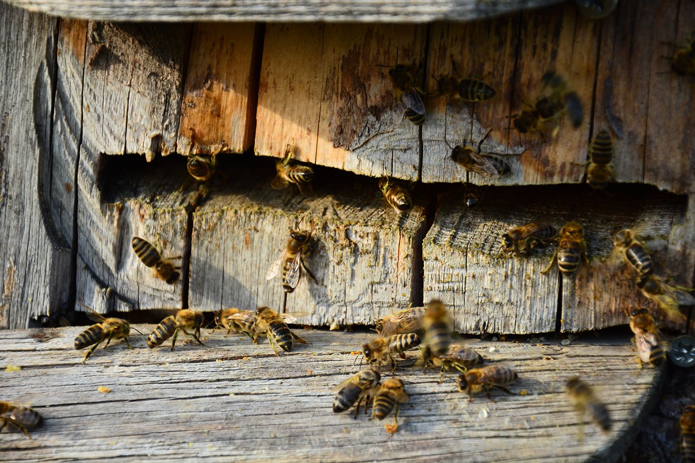 Bienen an einem alten Holzbrett mit Rissen.