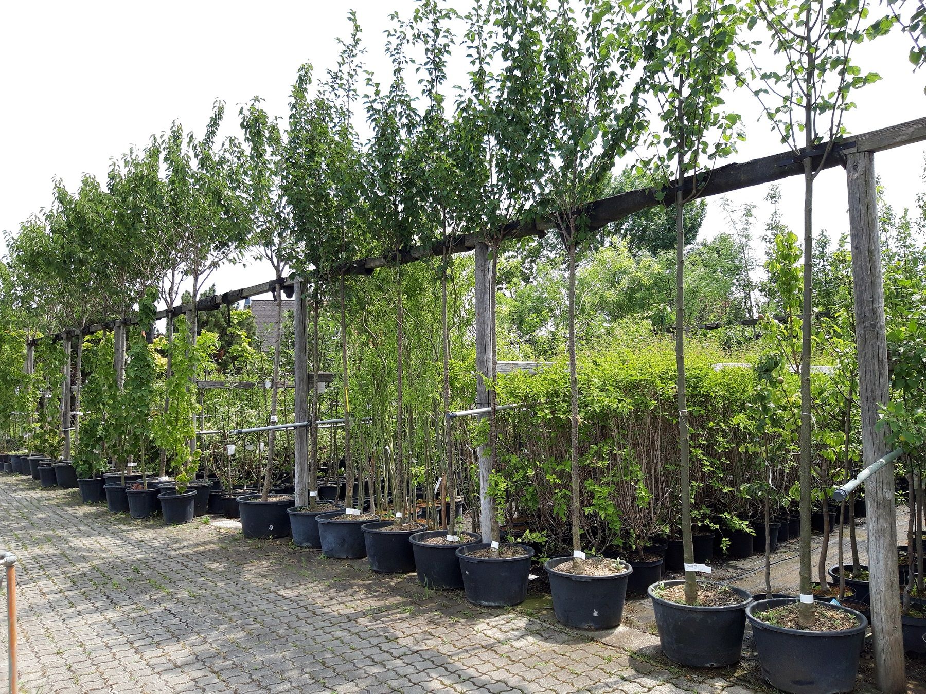 Reihe von Bäumen in Töpfen in einer Baumschule.