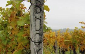 Weingarten, &copy; Weingut B&ouml;ck