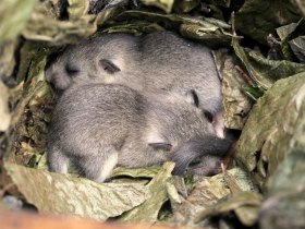 Siebenschl&auml;fer, &copy; Wienerwald Tourismus GmbH / B.Rotter