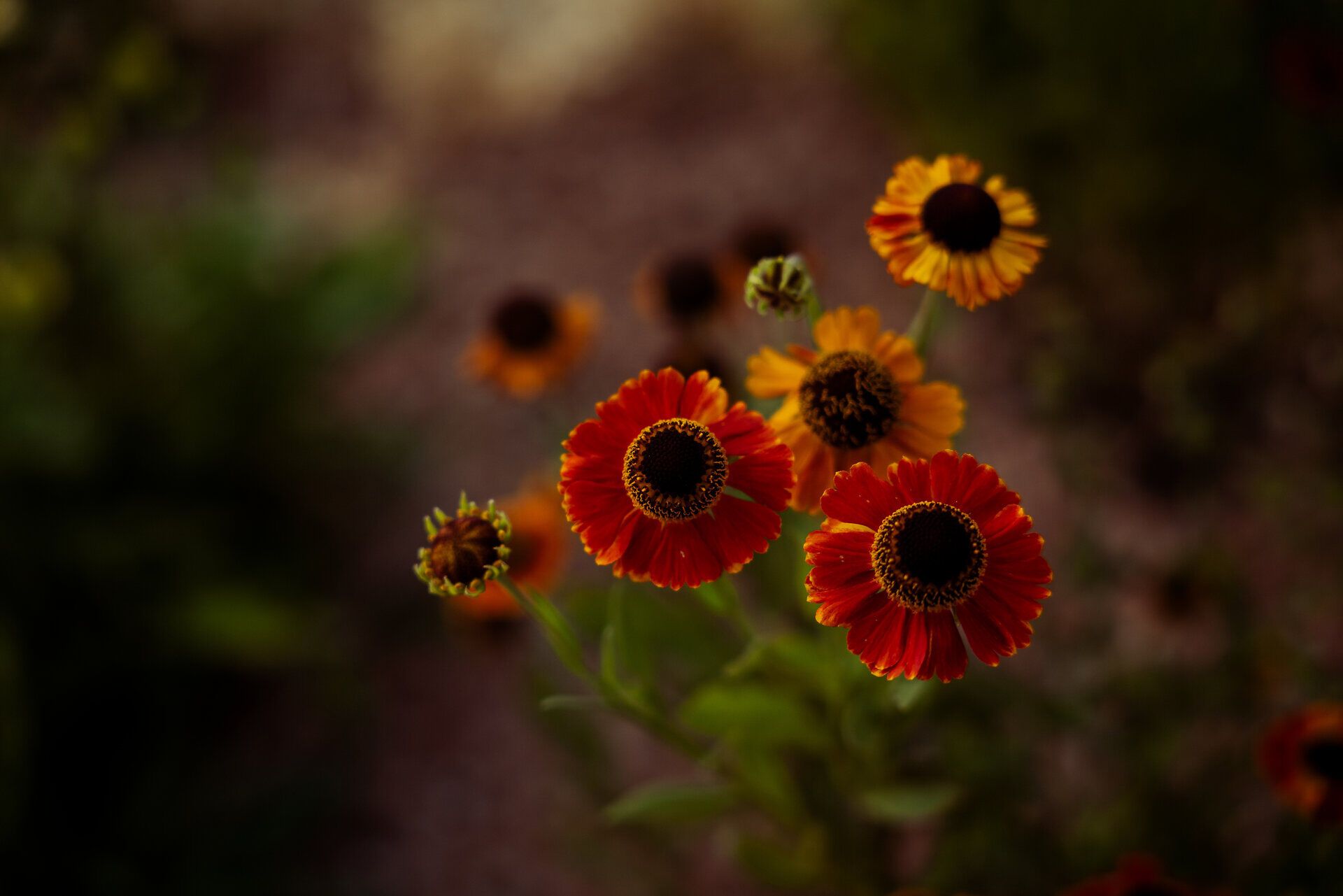 Inmitten eines blühenden Gartens entfalten sich leuchtend rote und gelbe Blumen, die die warmen Sonnenstrahlen einfangen. Ihre Farbenpracht zieht die Blicke der Besucher an und vermittelt ein Gefühl von Freude und Lebendigkeit. Ein Ort, an dem die Natur in voller Blüte steht und zum Verweilen einlädt.