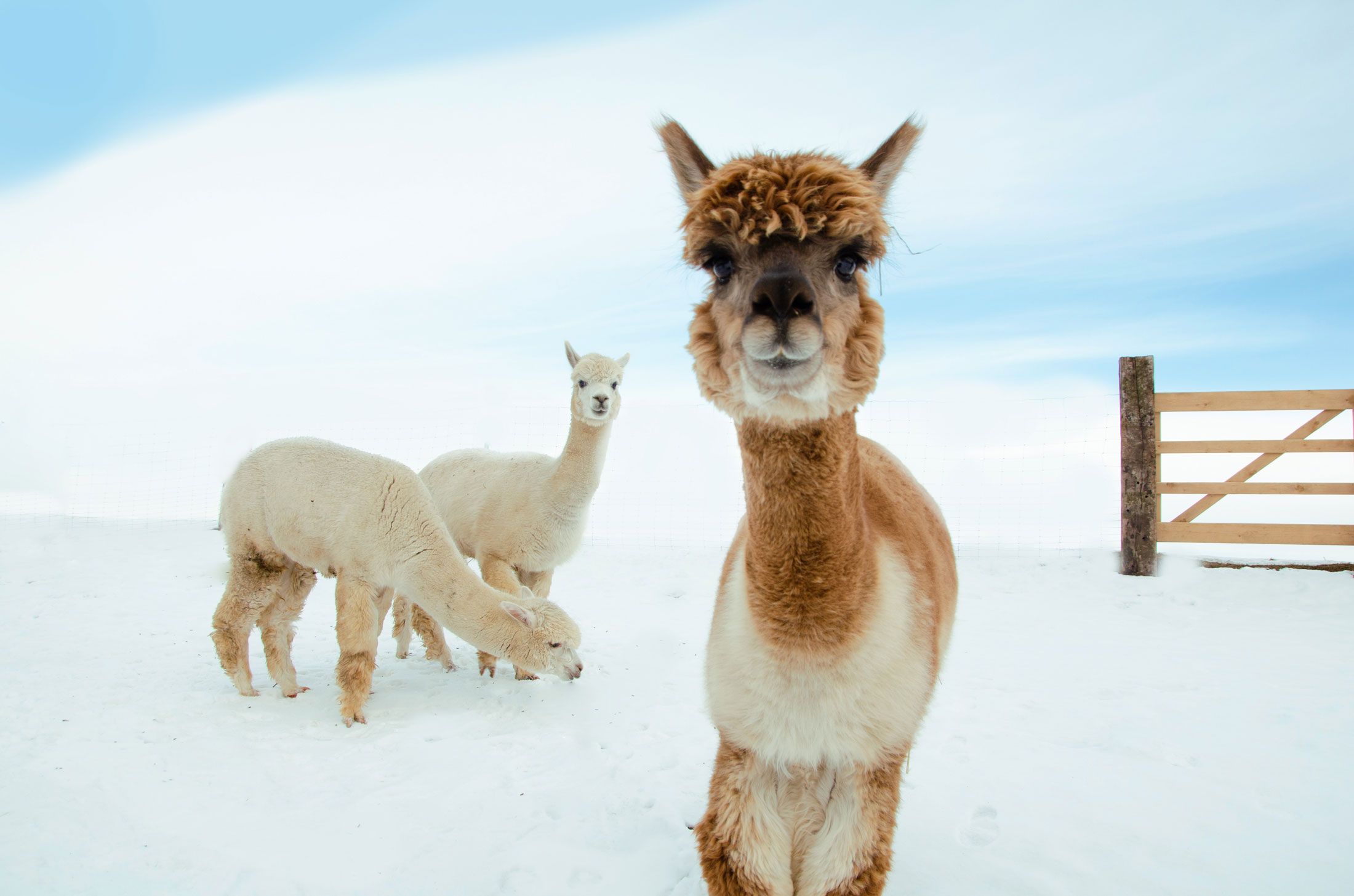 Drei Alpakas im Schnee vor einem Holzzaun.