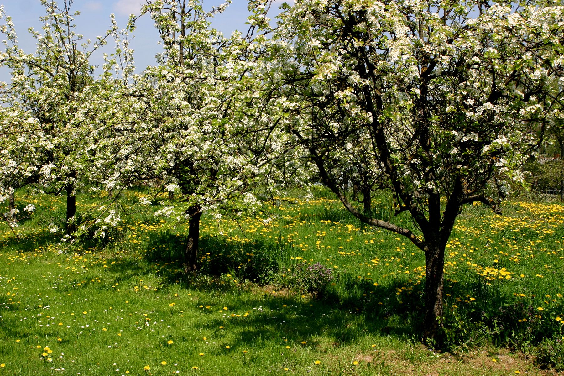 Blühende Obstbäume auf einer Wiese mit Löwenzahn im Frühling.