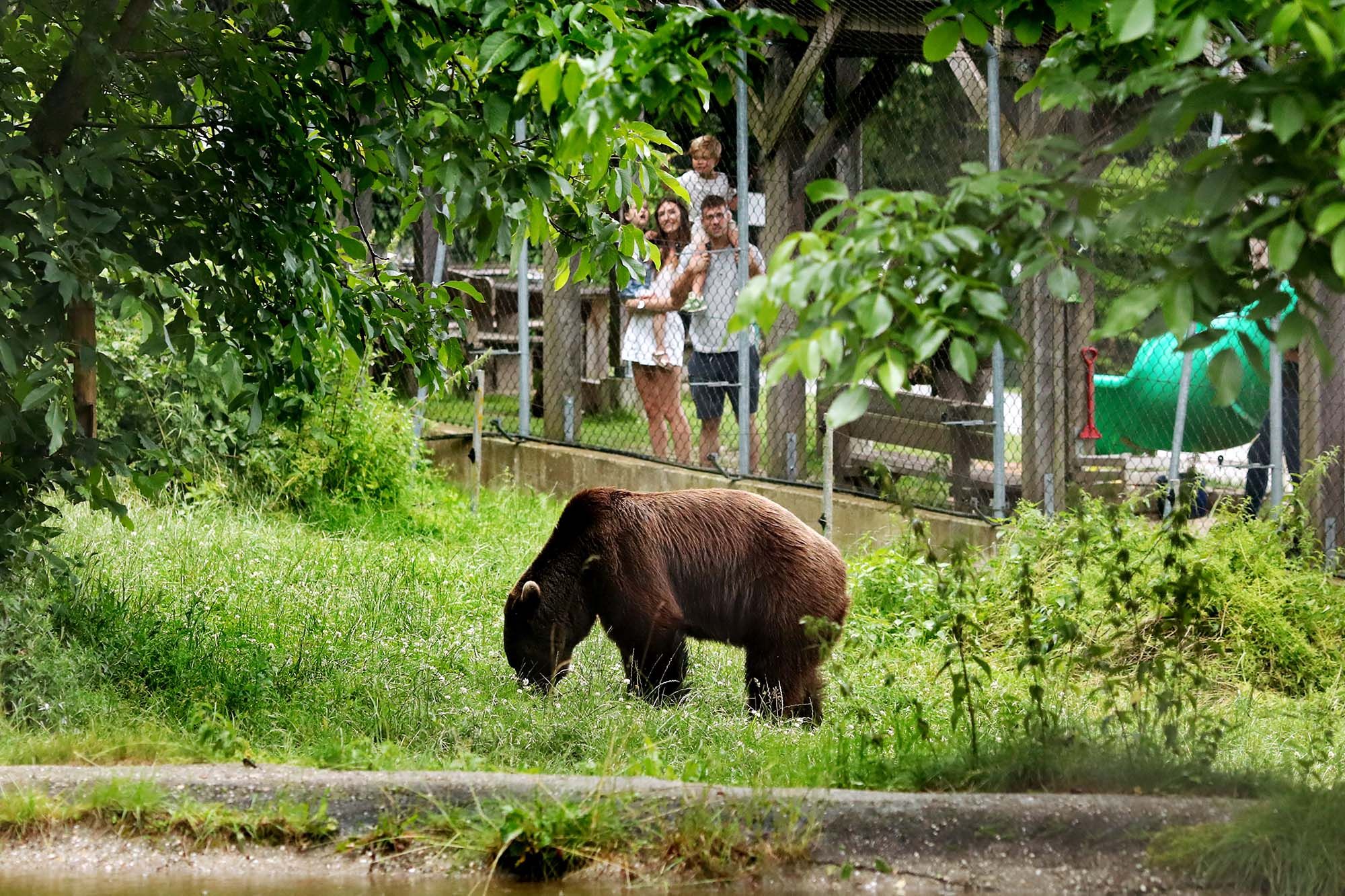Ein Bär grast in einem Gehege, während eine Familie ihn durch einen Zaun beobachtet.