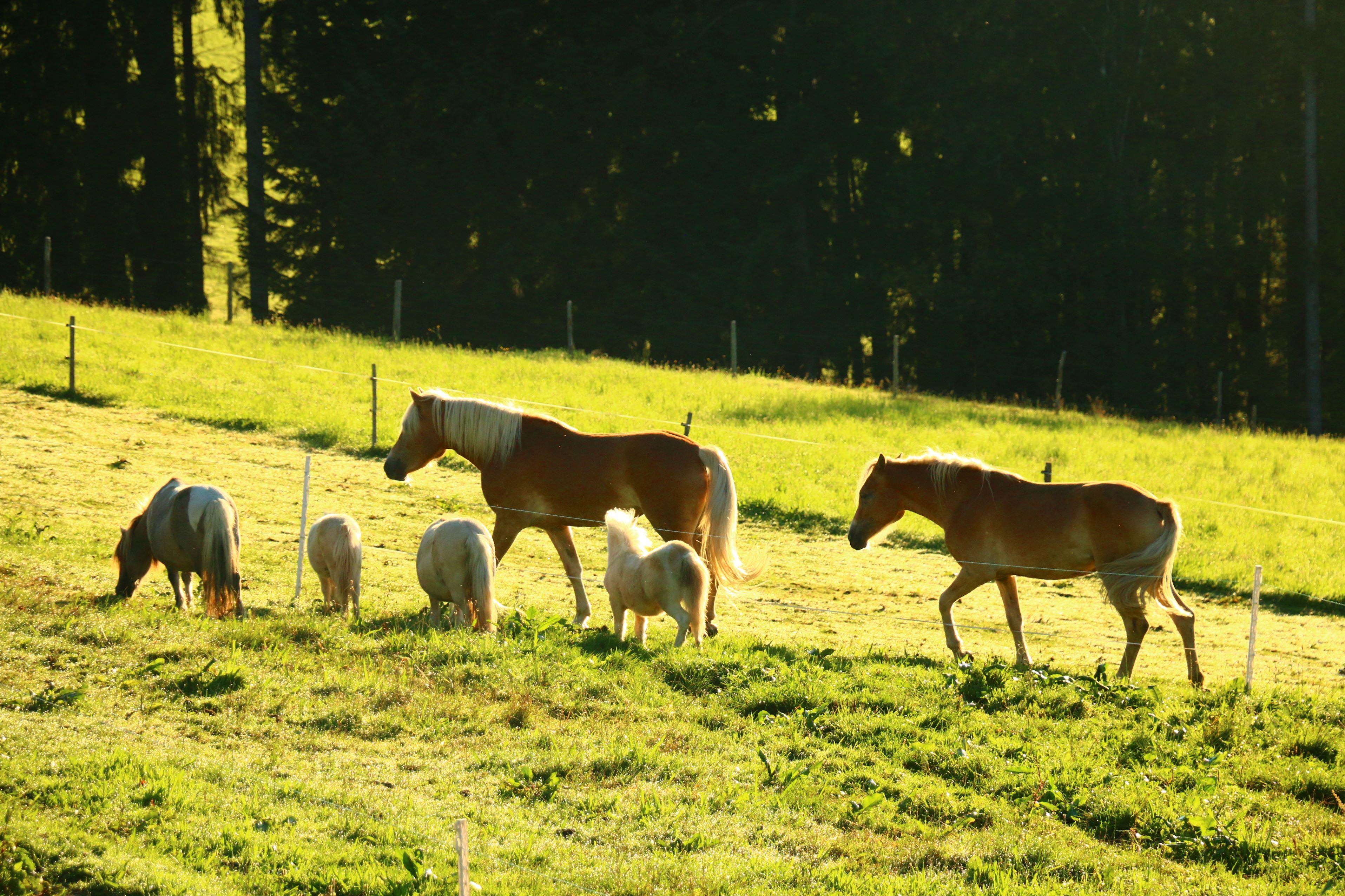 urlaub-beim-almbauer-9