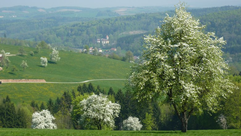 Blühende Birnbäume rund um den Gölsenhof, © Fam. Büchinger