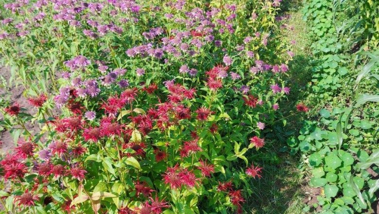 Ein Feld mit bunten Bl&uuml;ten in Rot und Lila, umgeben von gr&uuml;nem Laub.