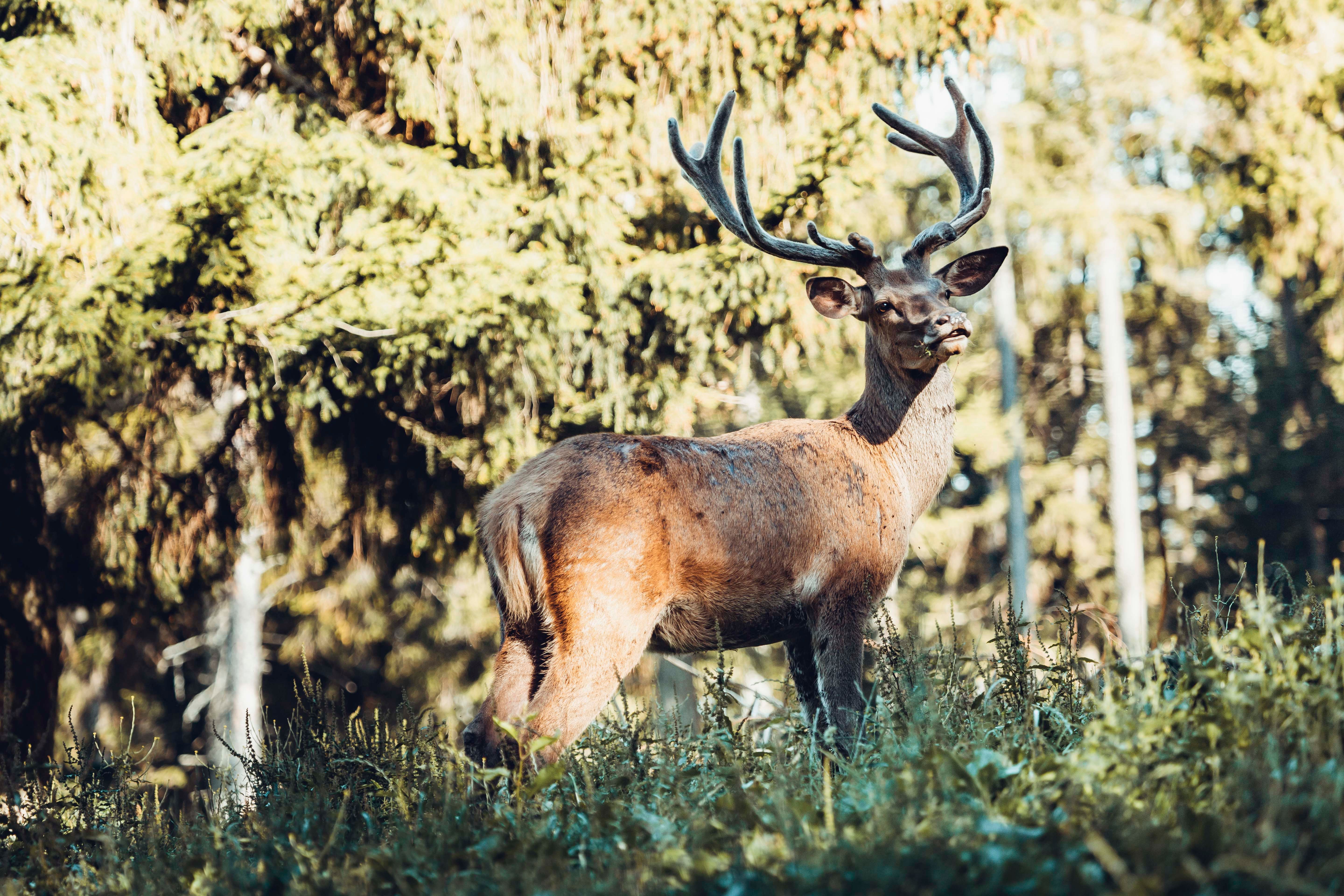 Ein Hirsch mit großem Geweih steht im Wald und blickt zur Seite.