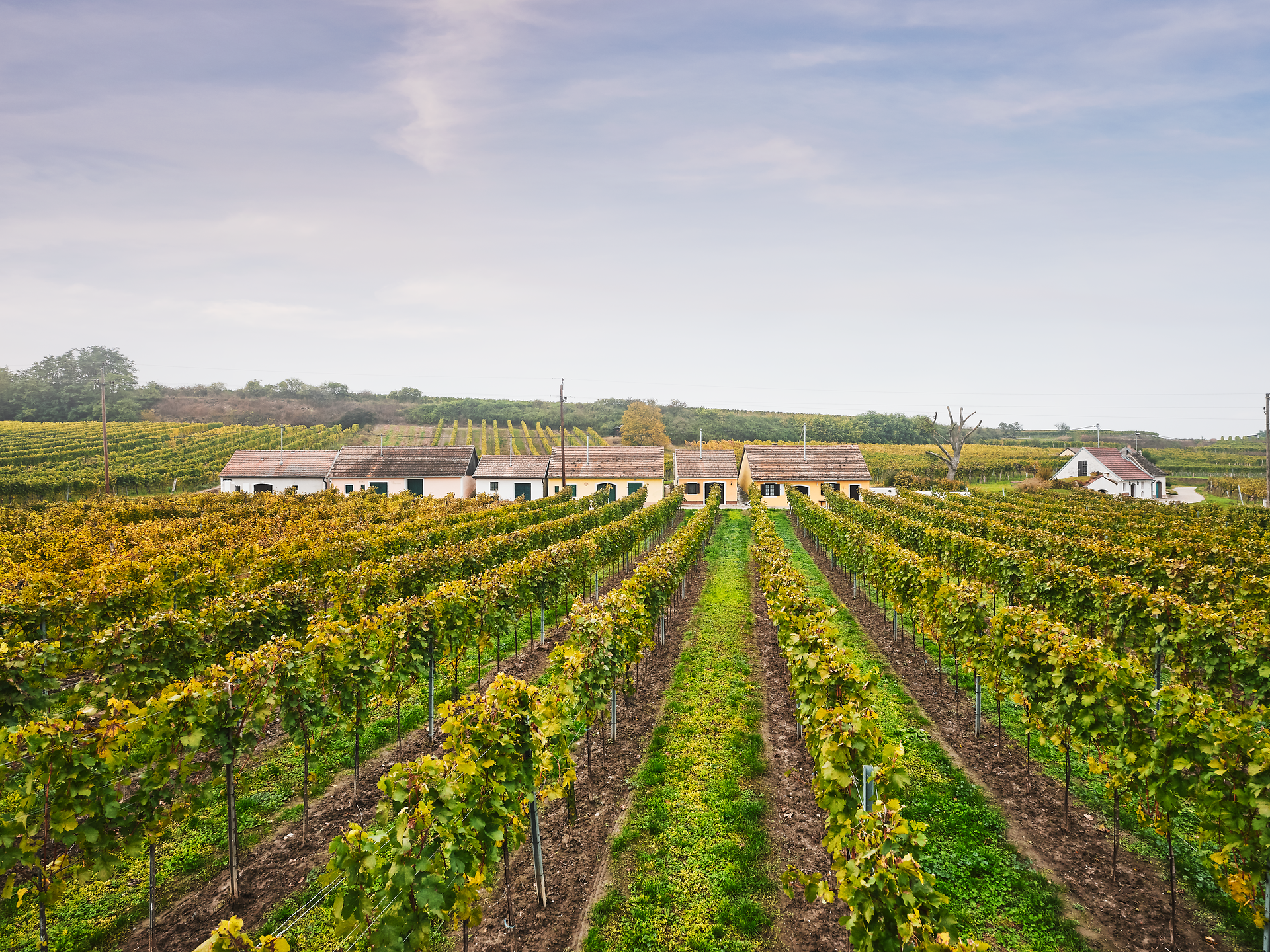 Die sanften Hügel des Kamptals sind mit üppigen Weinreben bedeckt, die in der warmen Herbstsonne leuchten. Traditionelle Weinhäuser laden dazu ein, die köstlichen Weine der Region zu verkosten und die malerische Landschaft zu genießen.