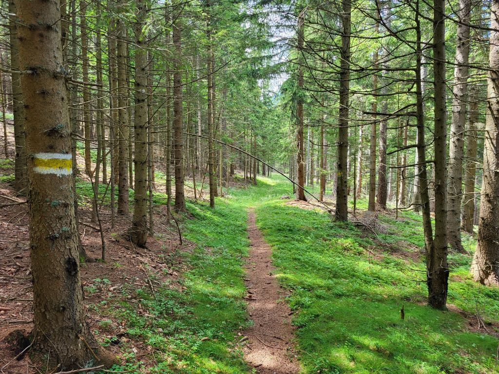 Wanderweg durch einen Wald mit Markierung an einem Baum.