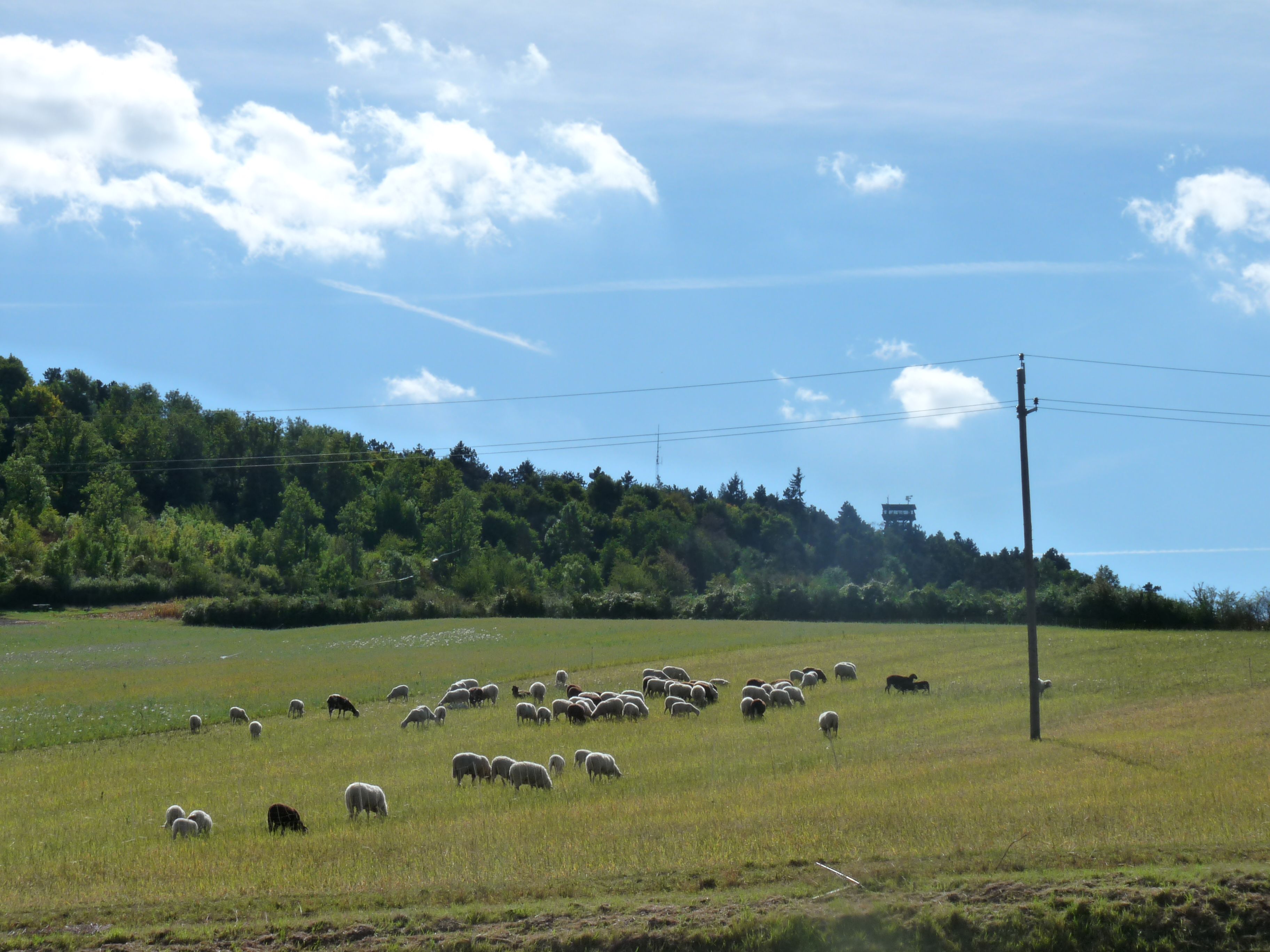 Schafherde auf einer Wiese vor einem bewaldeten Hügel mit Aussichtsturm.