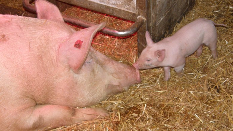 Schweine, © Annahof