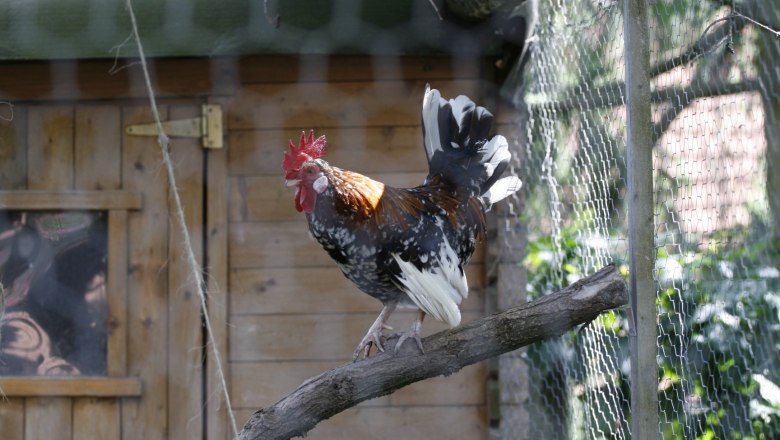 Hahn, &copy; Haselhof