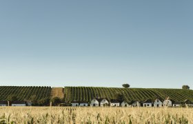 Reihen von Weinh&auml;usern vor einem Weinberg unter klarem Himmel.