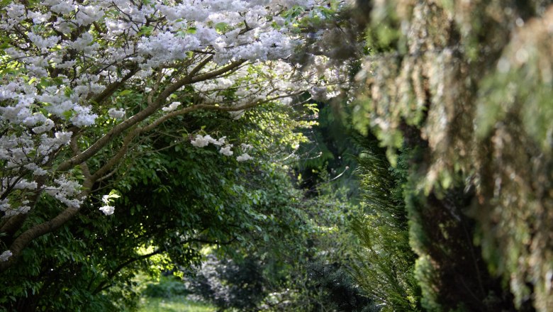 Ein bl&uuml;hender Baum mit wei&szlig;en Bl&uuml;ten &uuml;ber einem schmalen, grasbewachsenen Pfad in einem Garten.
