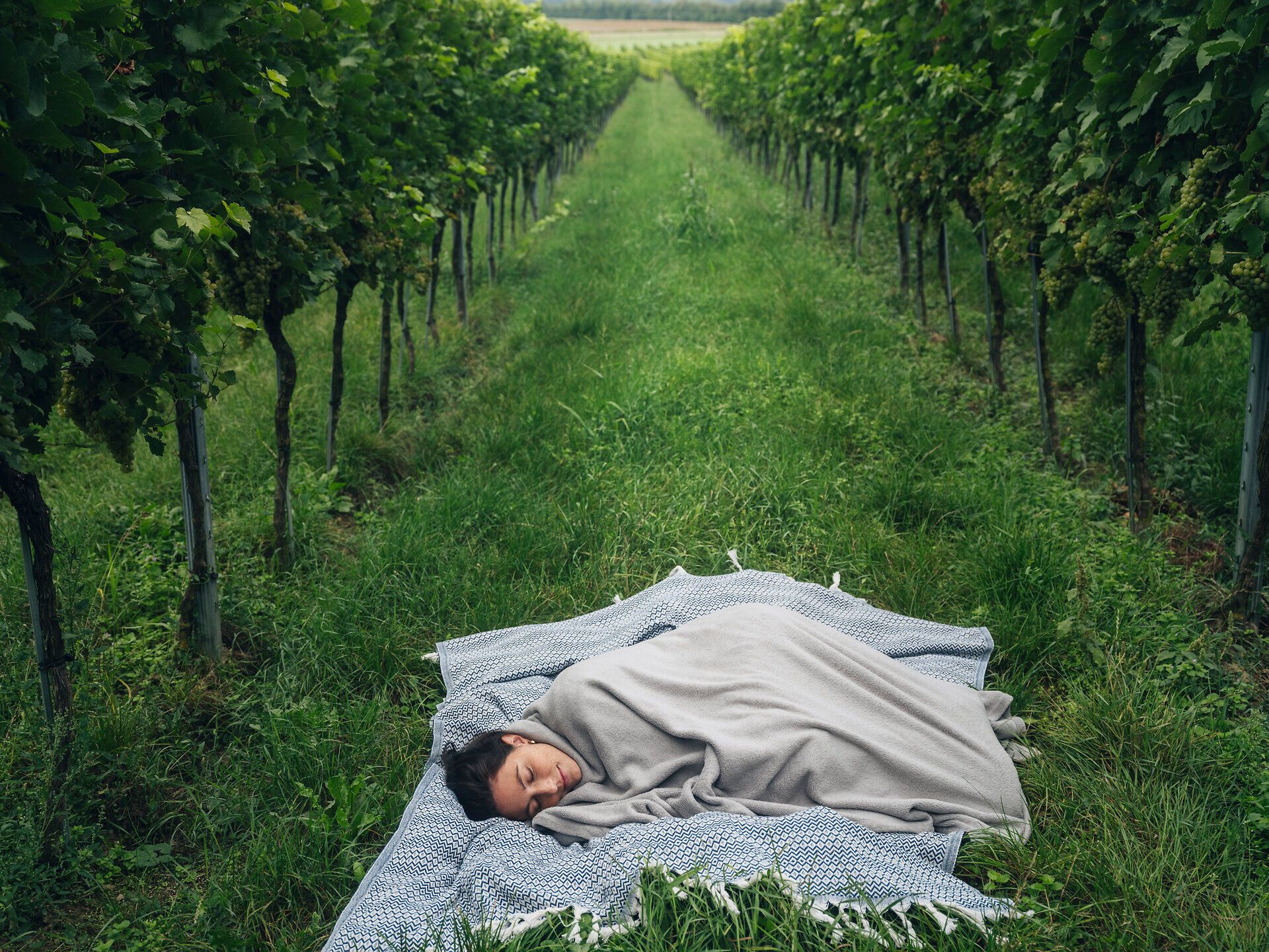 Eine Person liegt auf einer Decke, in eine Decke gekuschelt zwischen zwei Gängen von Weinreben im Weingarten und macht ein Nickerchen. 