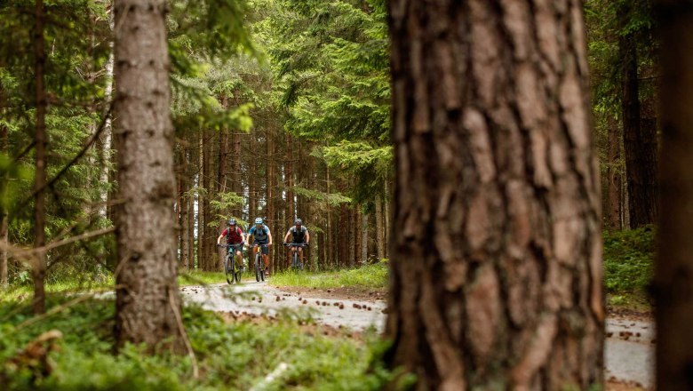 Drei Radfahrer auf einem Waldweg zwischen hohen B&auml;umen.