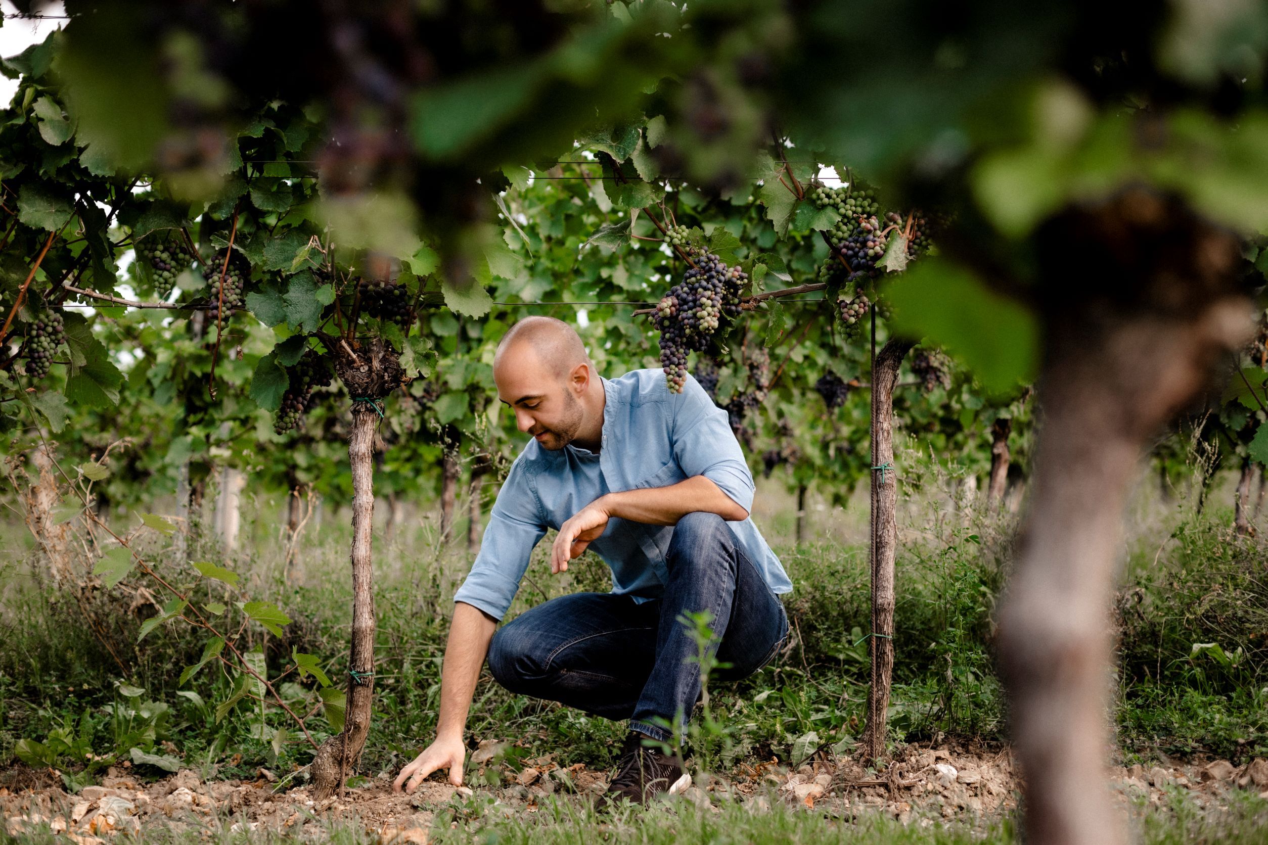 Mann in blauem Hemd kniet in einem Weinberg und berührt den Boden.