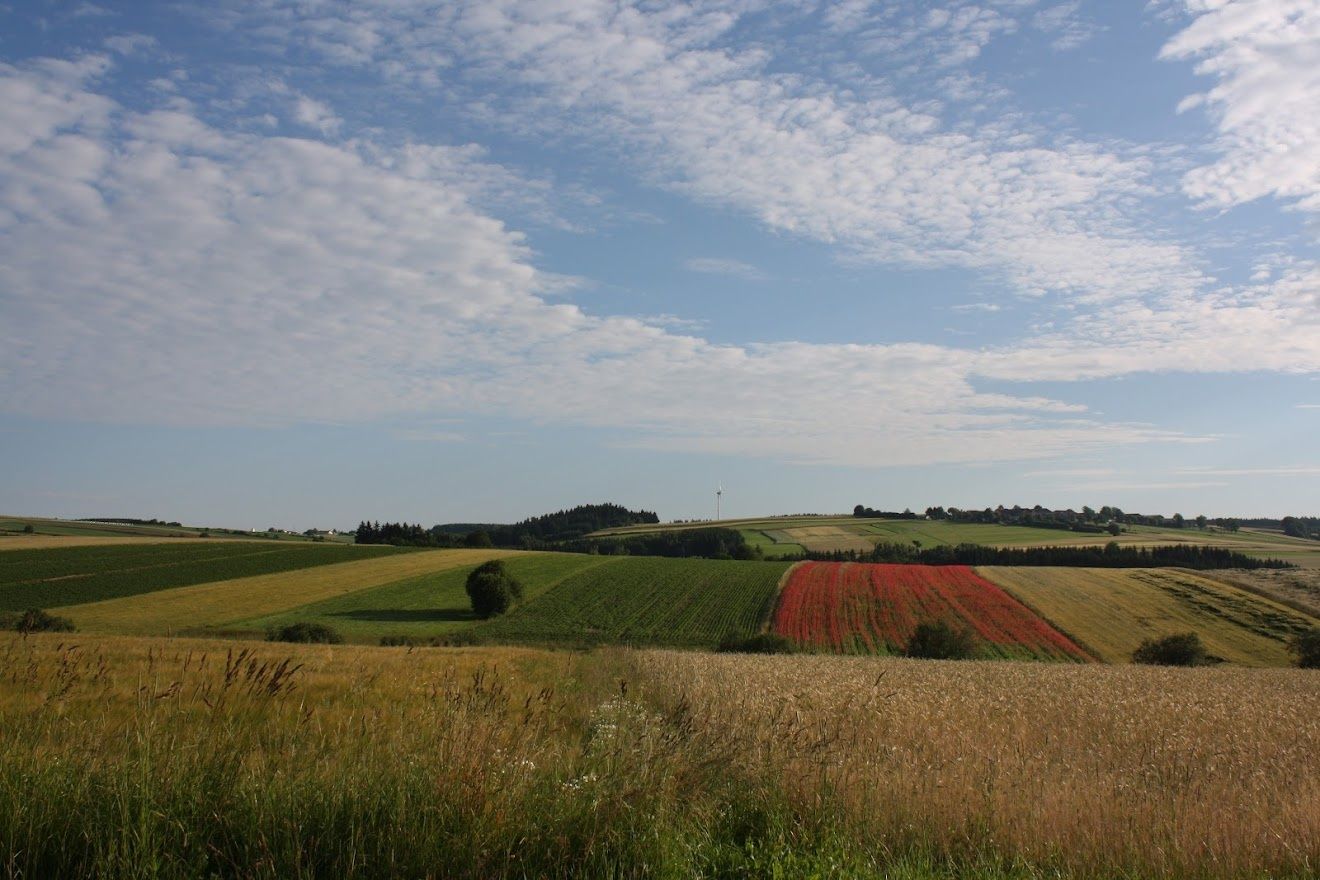 Blick Richtung Pleßberg-Ottenschlag