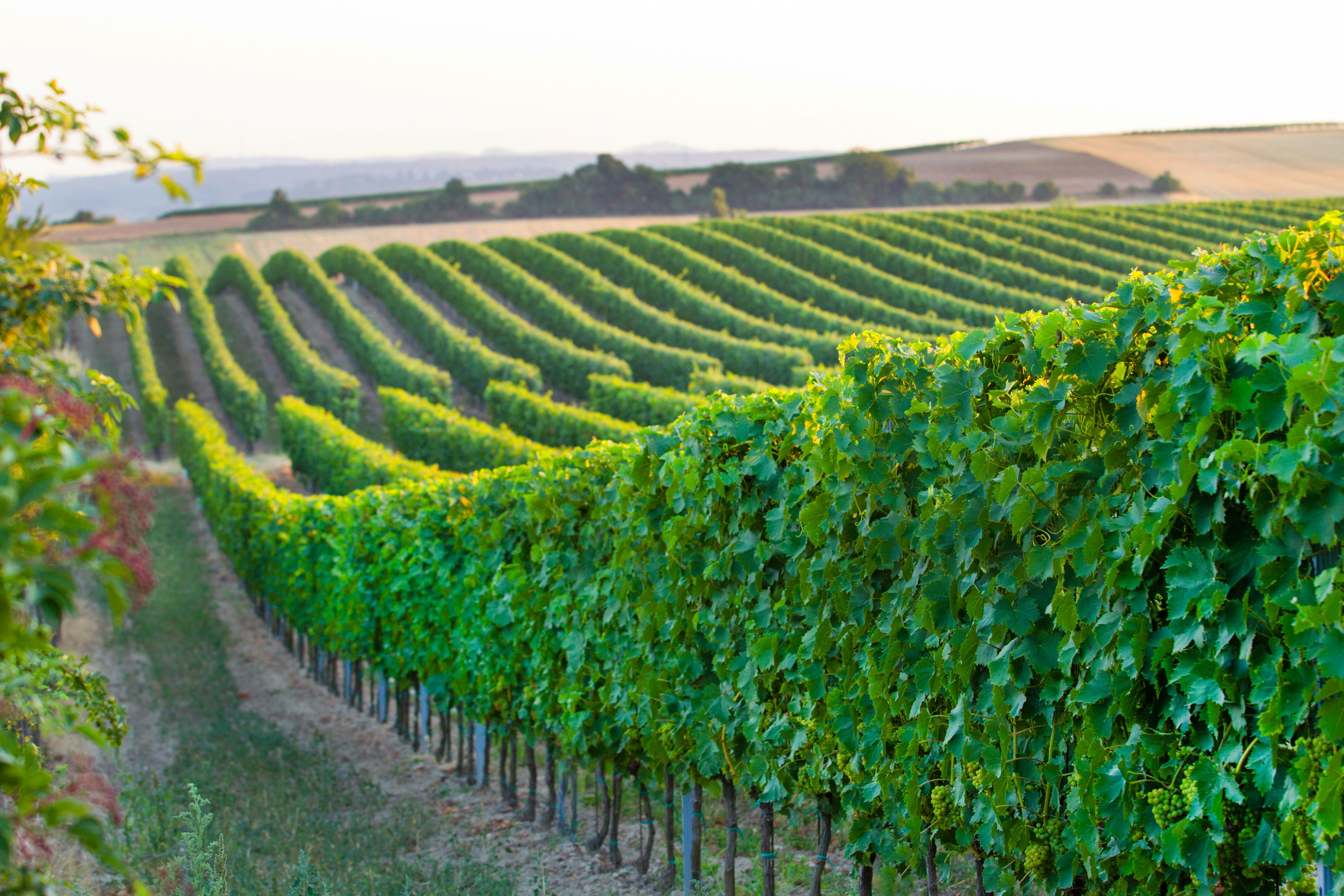 Weinberge mit grünen Reben in hügeliger Landschaft bei Sonnenuntergang.